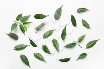 Green tea leaves on white background�