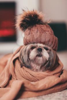 Cute dog in hat and with warm scarf at home. Concept of heating season�