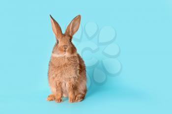 Cute fluffy rabbit on color background�