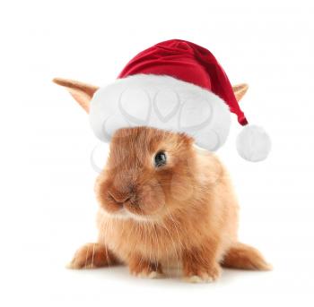 Cute fluffy bunny in Santa hat on white background�