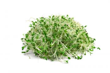 Royalty Free Photo of Alfalfa Sprouts