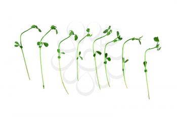 Royalty Free Photo of Snow Pea Sprouts
