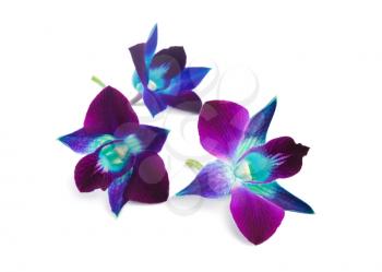deep purple orchid isolated on a white background 