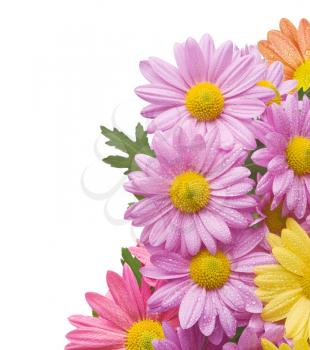 Colorful chrysanthemum bouquet flowers isolated on white background with water drops.Background added to achieve good composition.