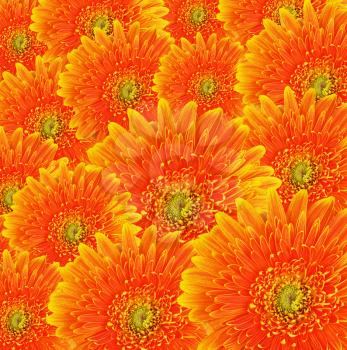 Many beautiful orange gerbera flowers as background