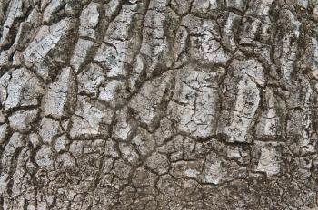 image of Nolina recurvata bark texture from Mexico