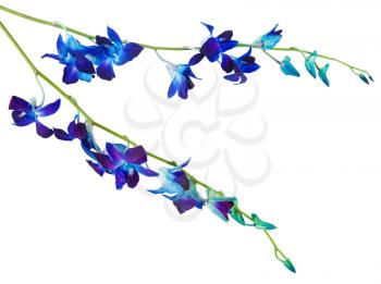 
deep purple orchid flowers branch on a white background 