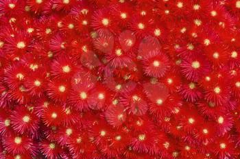Beautiful flowers background of a red blooming asters