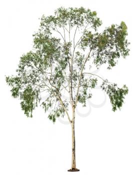 Green beautiful  eucalyptus tree isolated on white background
