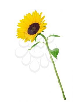 Royalty Free Photo of a Sunflower