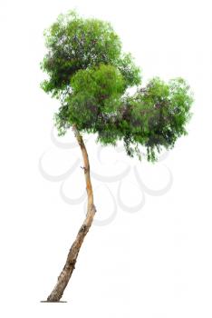 curved but green and beautiful eucalyptus tree isolated on white background