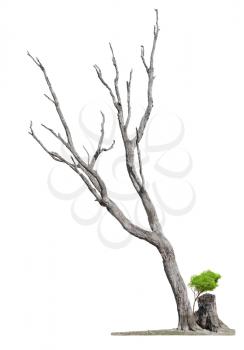 Single old and dead tree and young shoot from one root isolated on white background.Concept death and revival.