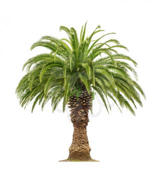 Green beautiful palm tree isolated on white background 