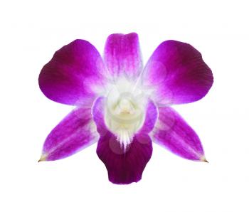 deep purple orchid isolated on a white background 