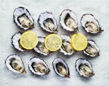 Dozen fresh oysters on a sea salt with lemon. Top view