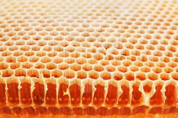  Slice of golden real honeycomb. Shot close up