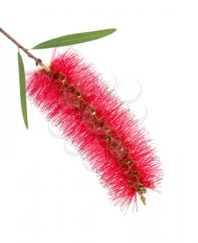 Red flower of bottle brush tree  isolated on white background
