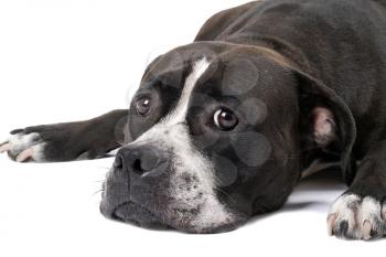 Royalty Free Photo of a Staffordshire Terrier