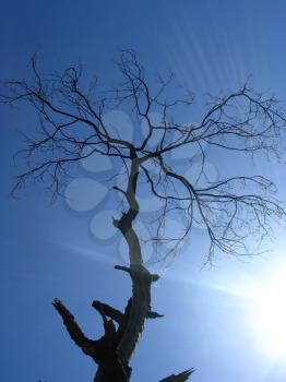 Royalty Free Photo of a Dead Tree in the Sunlight