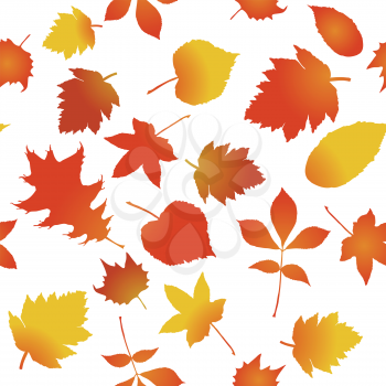 Royalty Free Clipart Image of Autumn Maple Leaves