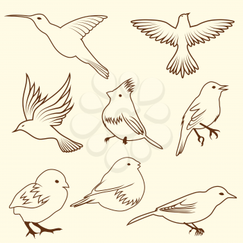 Set of differnet sketch bird. Vector illustration for design use.