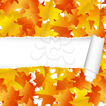 Autumn maple seamless pattern with ripped stripe. EPS 10 vector illustration. 