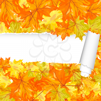 Autumn maple pattern with ripped stripe. EPS 10 vector illustration with transparency. 