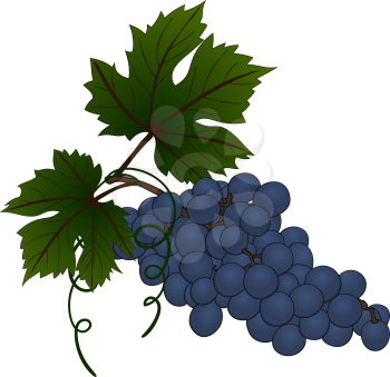 Grape branch. EPS 10 vector illustration without transparency and mesh.