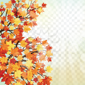 Autumn  Frame With Falling  Maple Leaves on transparency (alpha) grid background. Vector illustration.