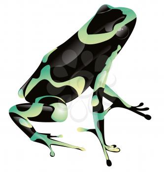 Royalty Free Clipart Image of a Frog