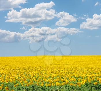 Royalty Free Photo of a Field of Sunflowers