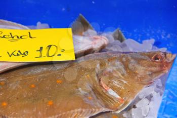 Flounder Stock Photo