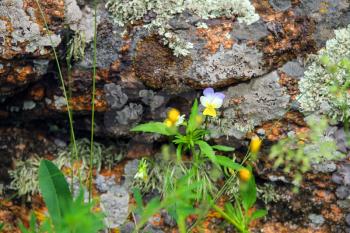 Wild flower against a boulder covered with moss