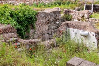 Red poppies on excavations in the historic part of Rome, Italy