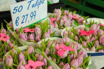 Sale of pink Dutch tulips decorated butterfly
