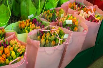 Selling colorful Dutch tulips in the bags, the Netherlands