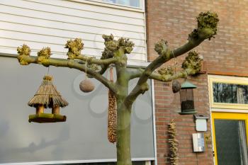 Bird feeders in a spring Dutch town