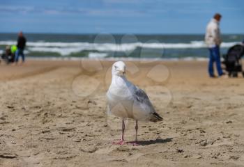 Seagull is standing on sandy beach near North sea in Zandvoort, the Netherlands