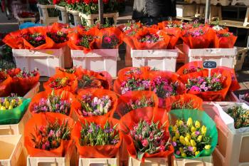 Street flower shop with colourful tulip bouquets. Utrecht, the Netherlands