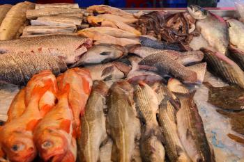 Sale of fresh seafood in the street market. Utrecht, the Netherlands