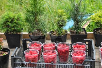 Plastic cups with raspberries in box on background of plant pots