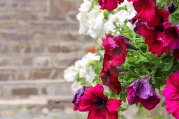 Blooming petunias against the backdrop of masonry