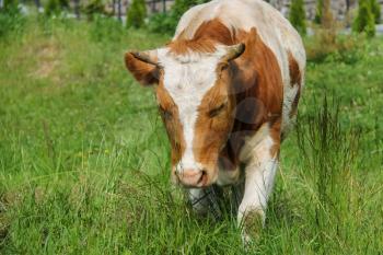 White-and-red calf on summer meadow