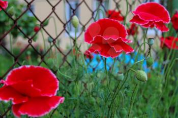 Red poppies on metal grid background