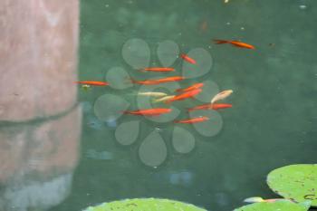 Decorative fish in park pond