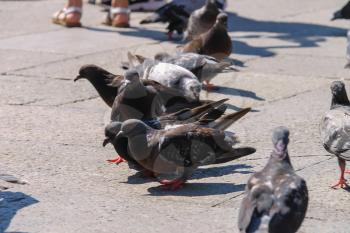 Pigeons on famous St. Mark's Square in Venice, Italy