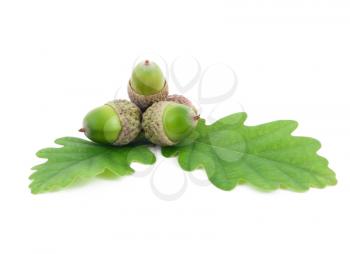 Royalty Free Photo of Acorns on Oak Leaves