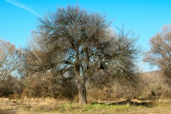 Royalty Free Photo of a Tree