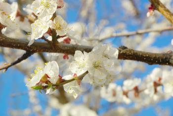 April garden natural tree branch. Spring white blossom. Seasonal blossoming tree springtime. Outdoor bloom closeup. 