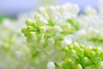 Blooming bright white petals springtime flowers. Romantic clean background with copy space. Inspirational spring nature fragility. Macro flower closeup.